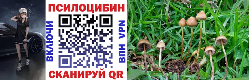 Купить закладки  Чекалин  Псилоцибиновые грибы Cubensis 